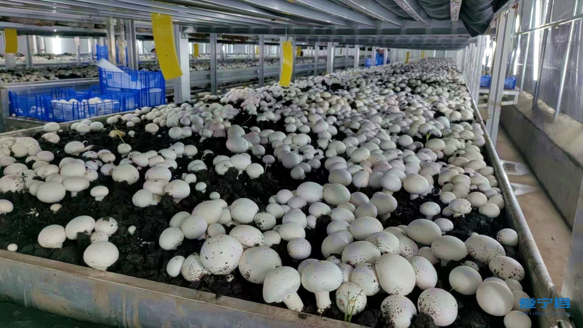 中农信投（庆阳）食用菌全产业链项目出菇。李建强摄